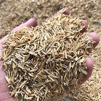 Rice Husk
